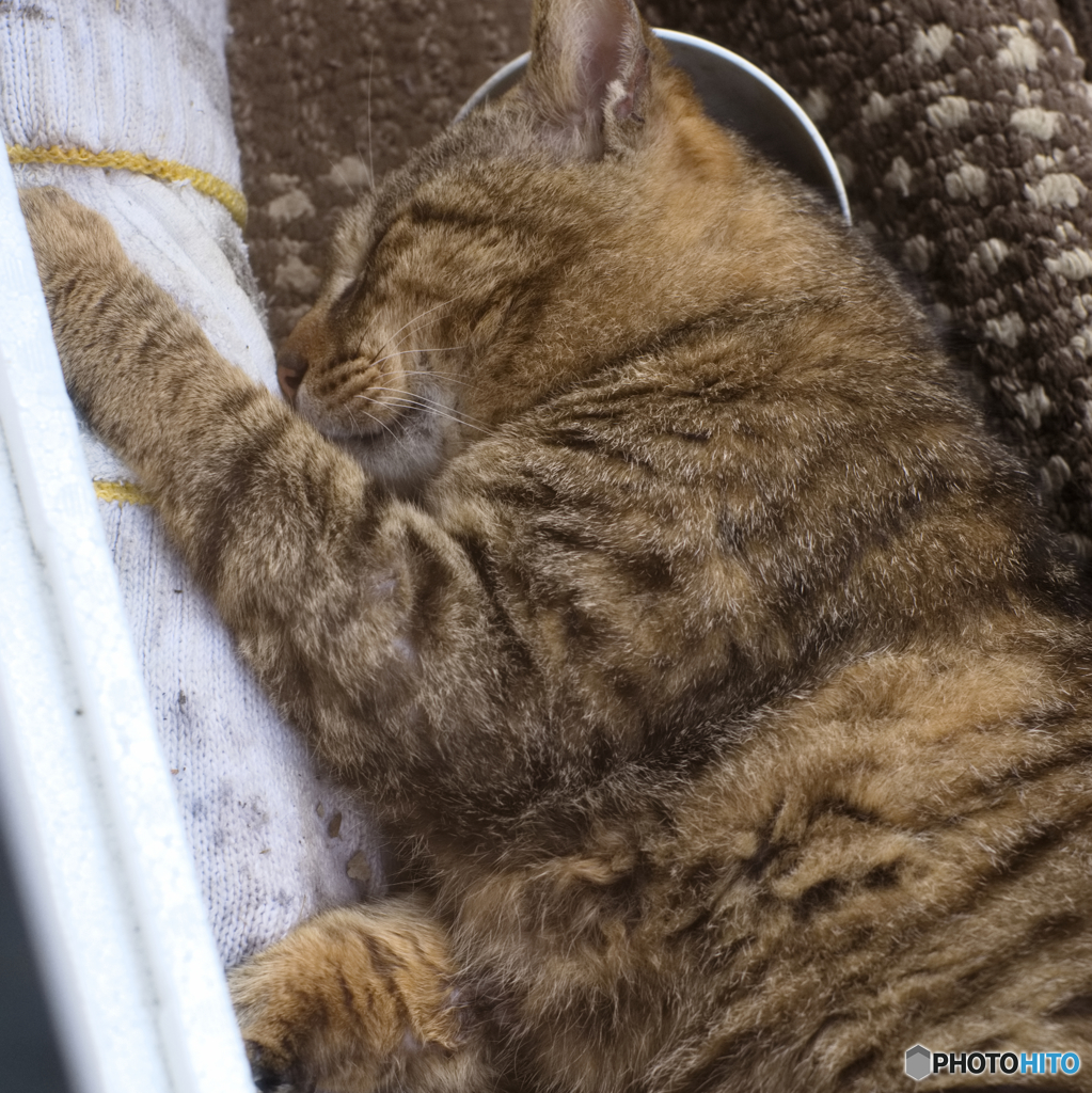 食後の一眠り