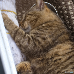 食後の一眠り