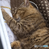 食後の一眠り