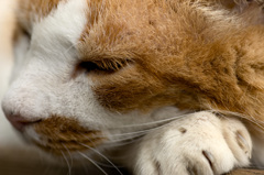眠いな