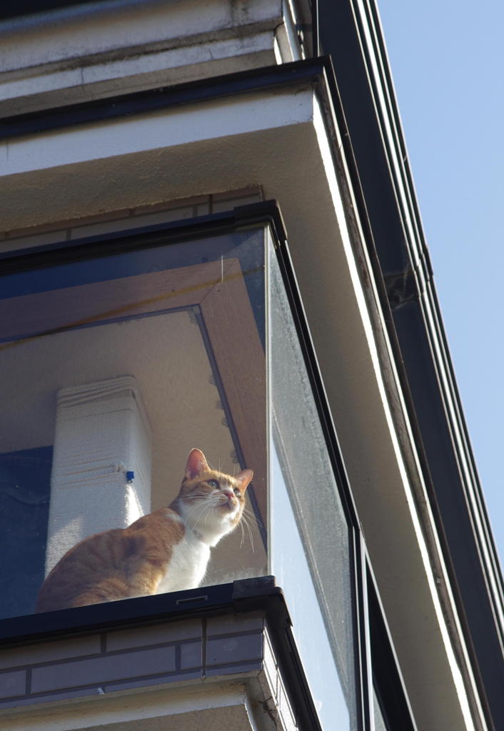 窓際の猫