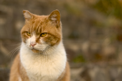 河川敷の野良猫たち、