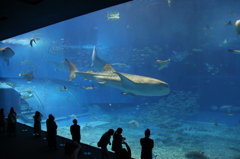 美ら海水族館③