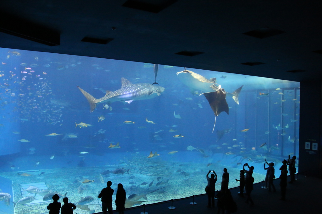 美ら海水族館②