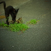 DSCF3537