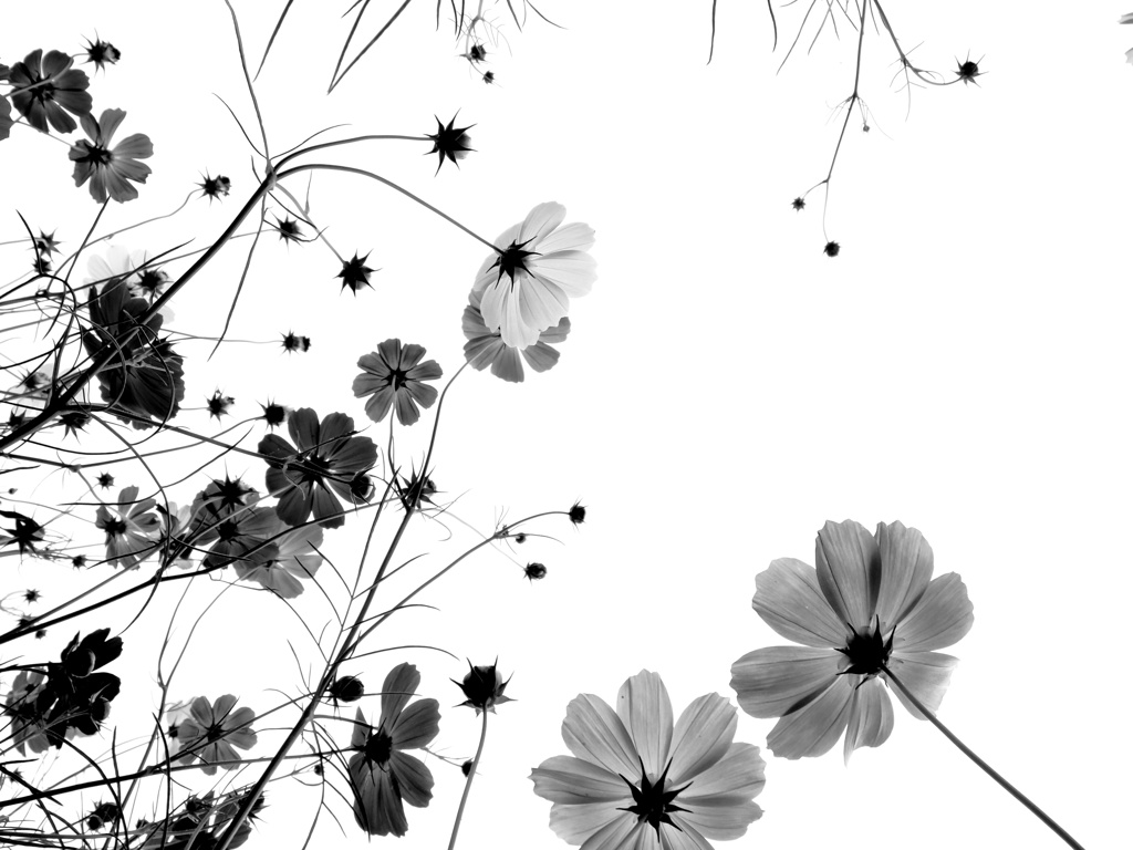 cosmos