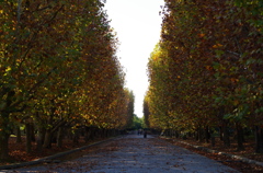 秋の並木道