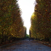 秋の並木道