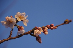 夕陽に照らされて①