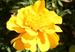 マリーゴールド