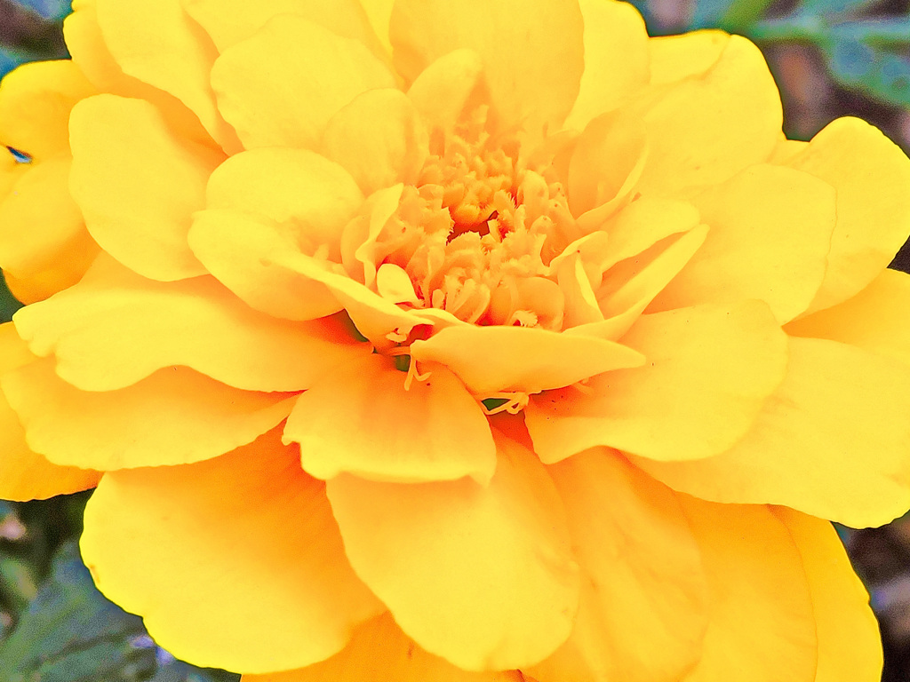 Tagetes