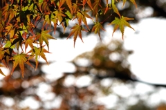 紅葉途上