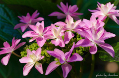 長居公園植物園～紫陽花の季節 Ⅴ