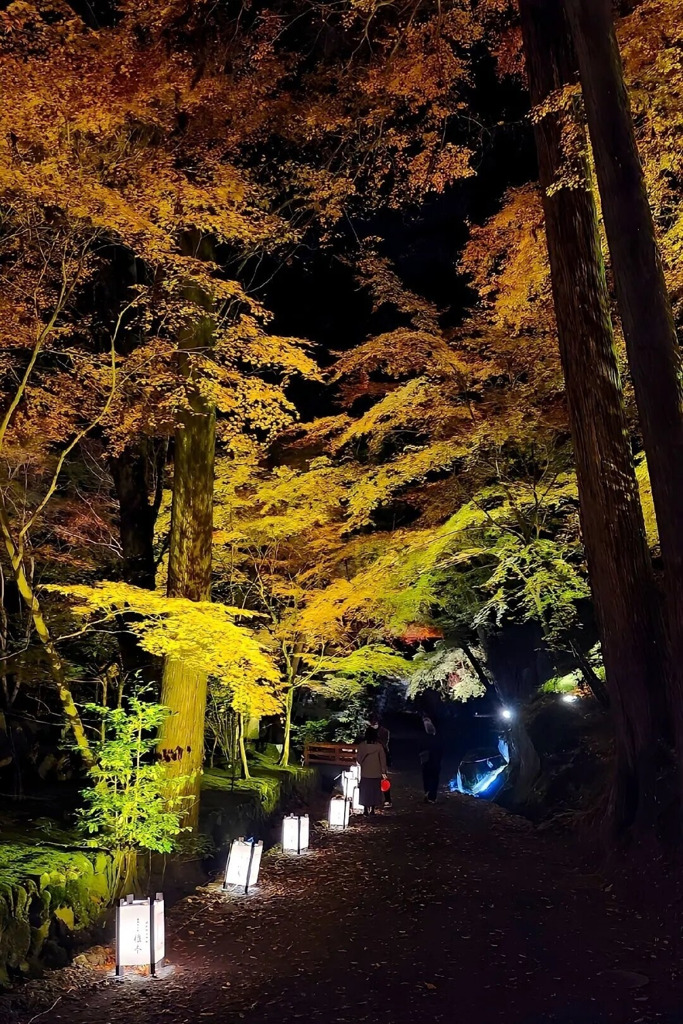 石山寺｢あらた夜もみじ｣