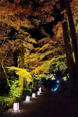 石山寺｢あらた夜もみじ｣
