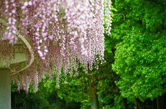 藤棚～長居植物園 2015.04.29