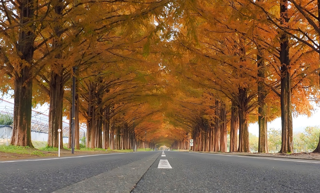 マキノ メタセコイヤ並木