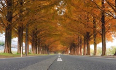 マキノ メタセコイヤ並木