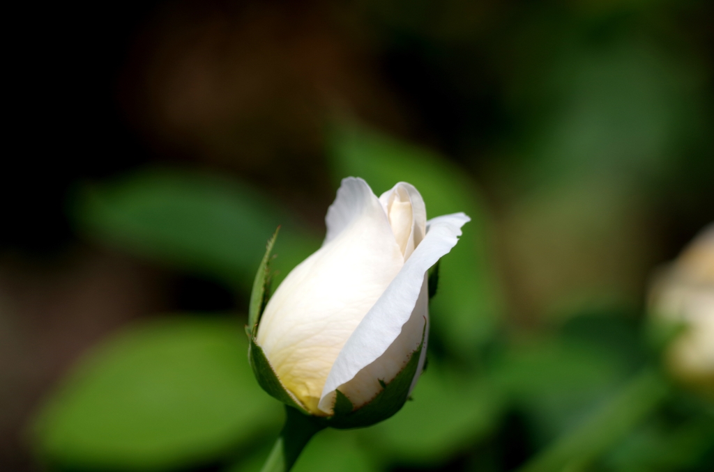 もうすぐ咲くよ