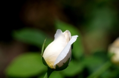 もうすぐ咲くよ