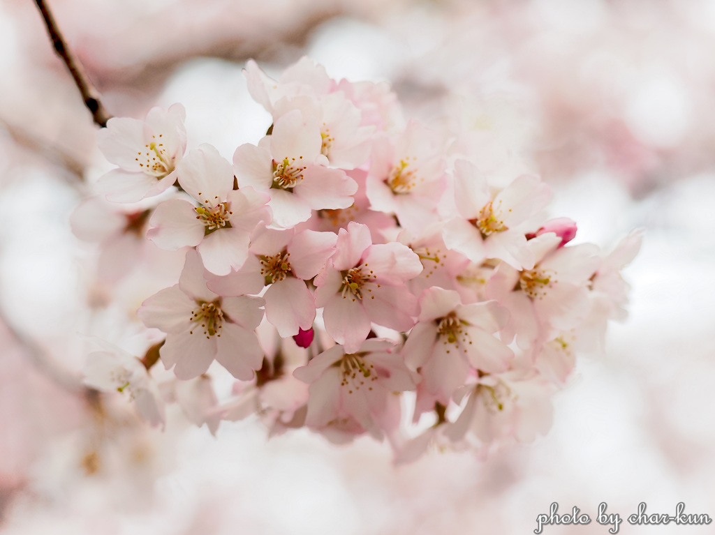 零れ桜