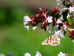 ベニシジミ 食事中