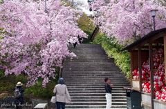 勝尾寺 春景 Ⅳ