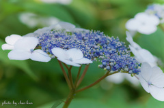 長居公園植物園～紫陽花の季節 Ⅷ