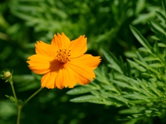 キイロコスモス