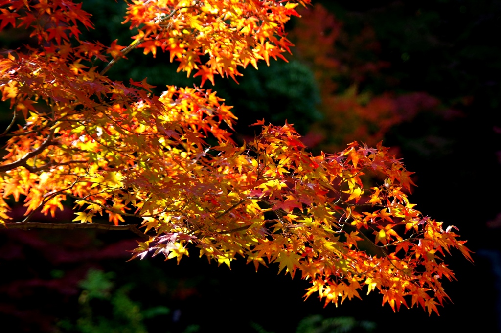 秋の彩 '14.11 万博公園⑥
