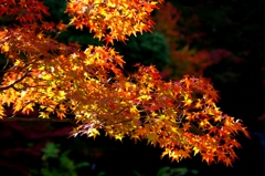 秋の彩 '14.11 万博公園⑥