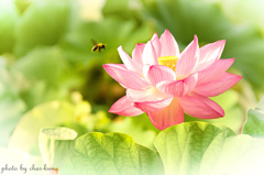 A flower and carpenter bee of the lotus