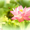A flower and carpenter bee of the lotus