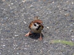 なんか凛々しいスズメさん