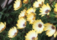 Ease of the flower