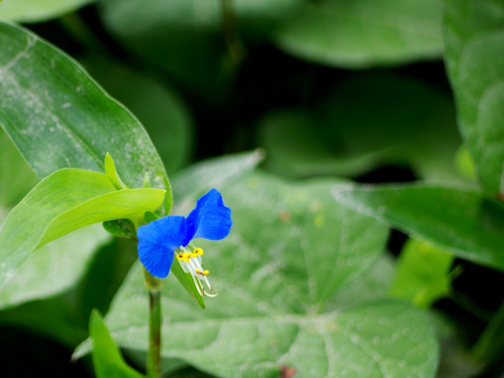 控えめに・・・鮮やかに碧く・・・