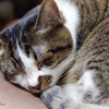 Zzzz...