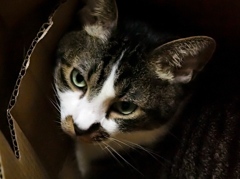 ホントに段ボールが好きだよネ・・・