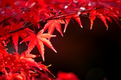 秋の彩 '14.11 万博公園②