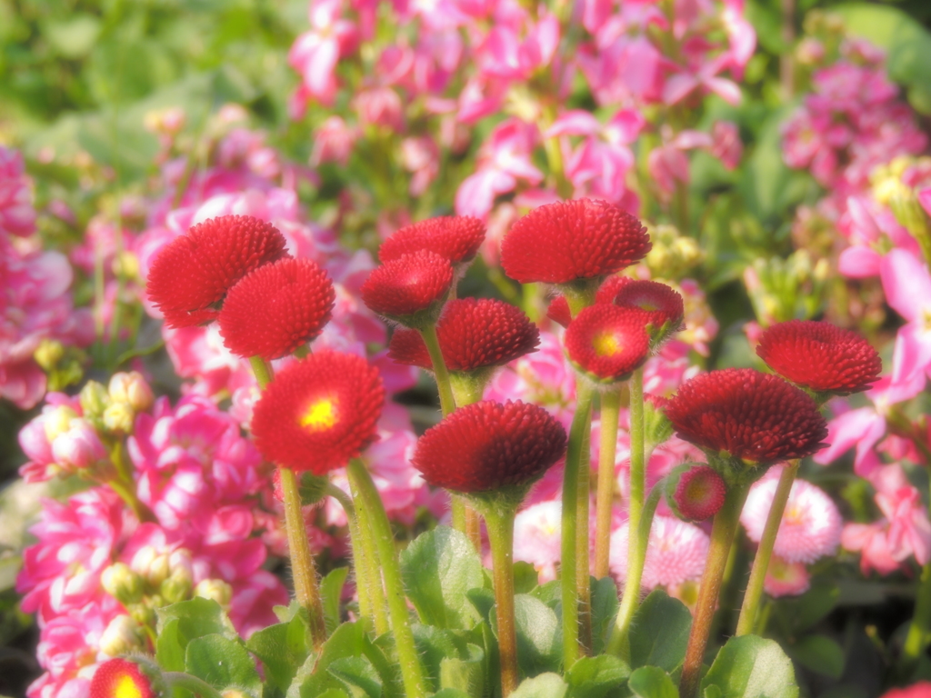 春の花壇