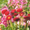 春の花壇