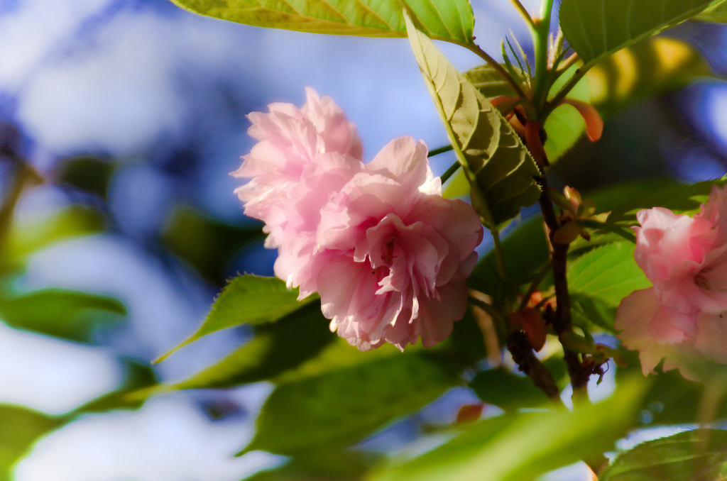 春過ぎて・・・