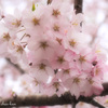 Cherry blossoms