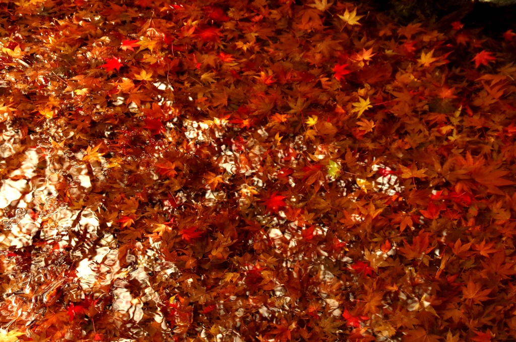 水の中の紅葉
