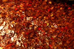 水の中の紅葉