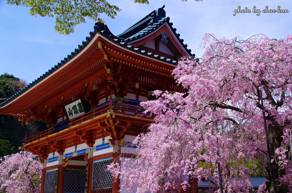 勝尾寺 春景 Ⅰ