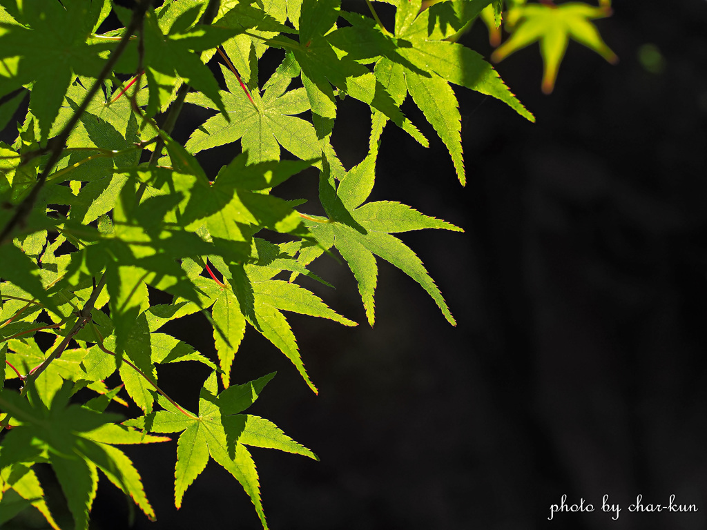 初夏・紅葉