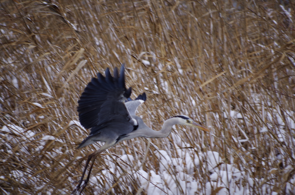 Preparation for landing