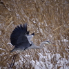 Preparation for landing