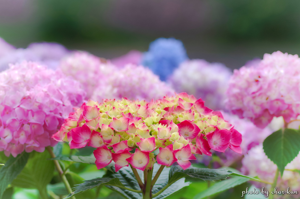 長居公園植物園～紫陽花の季節 Ⅰ